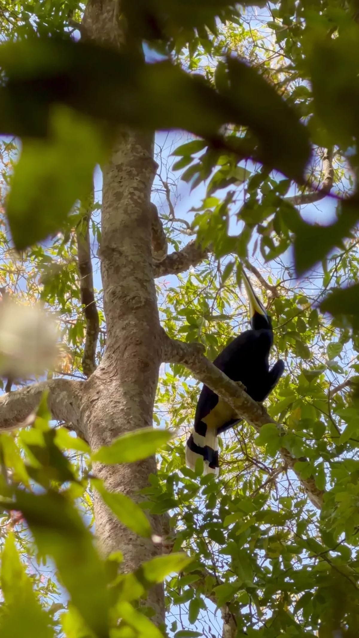 Bukit Lawang, trois jours au coeur de la jungle de Sumatra — 3