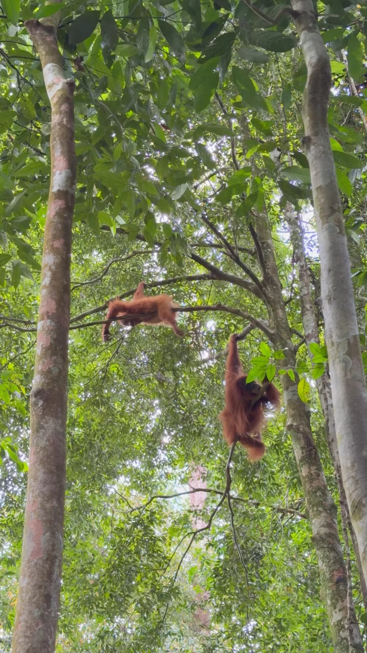 Bukit Lawang, trois jours au coeur de la jungle de Sumatra — 2