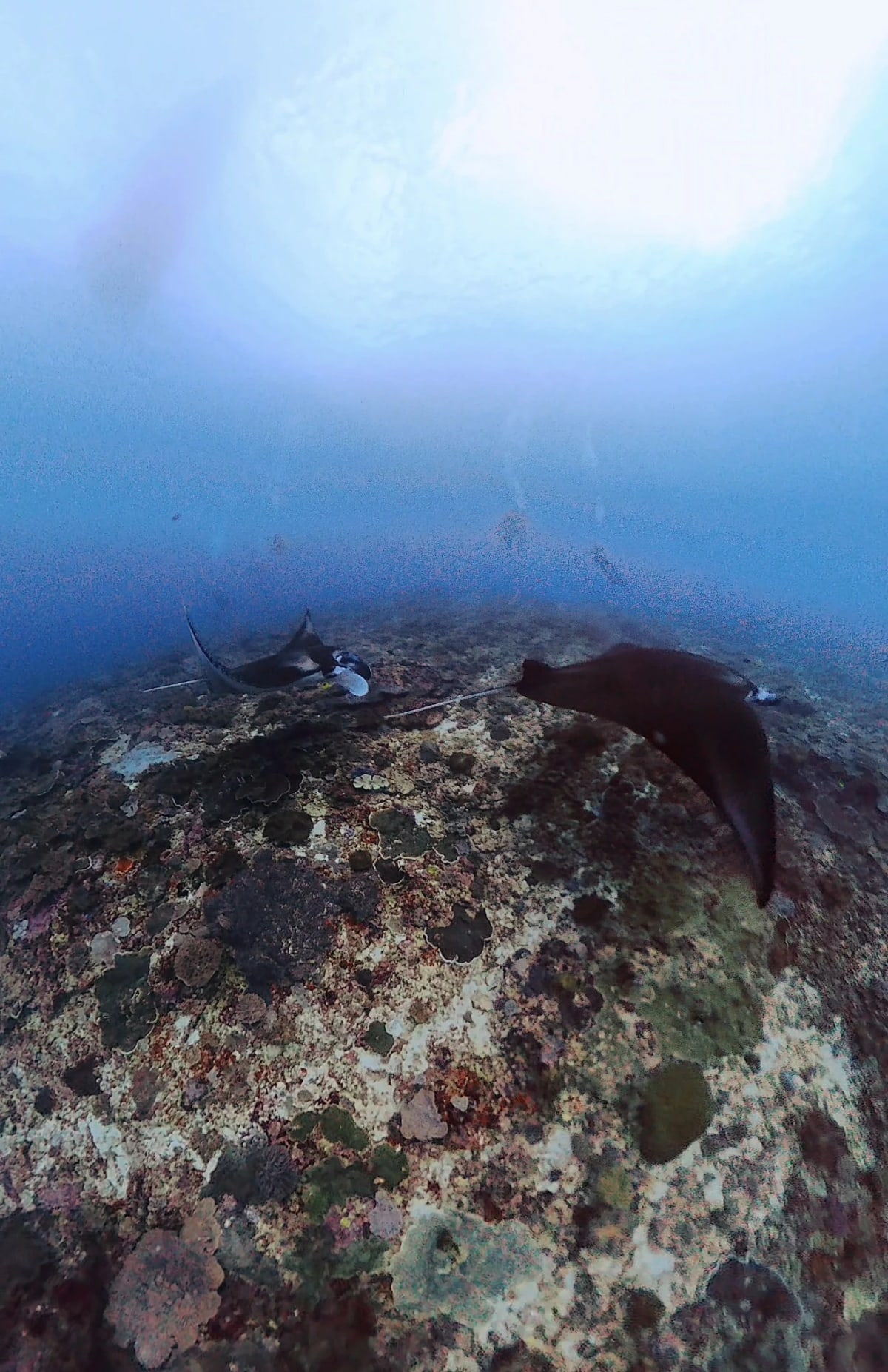 Nusa Penida : raies manta, falaises et plages iconiques — 3