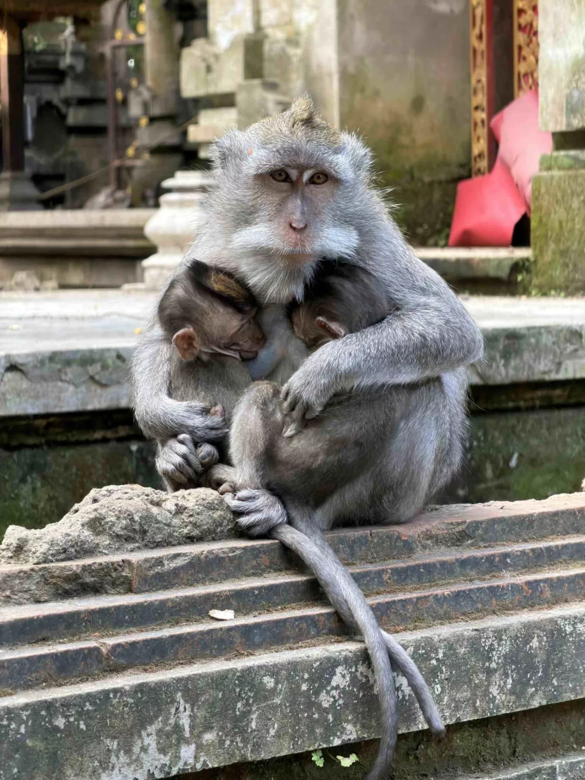Ubud : temples, rizières, et culture balinaise — 3