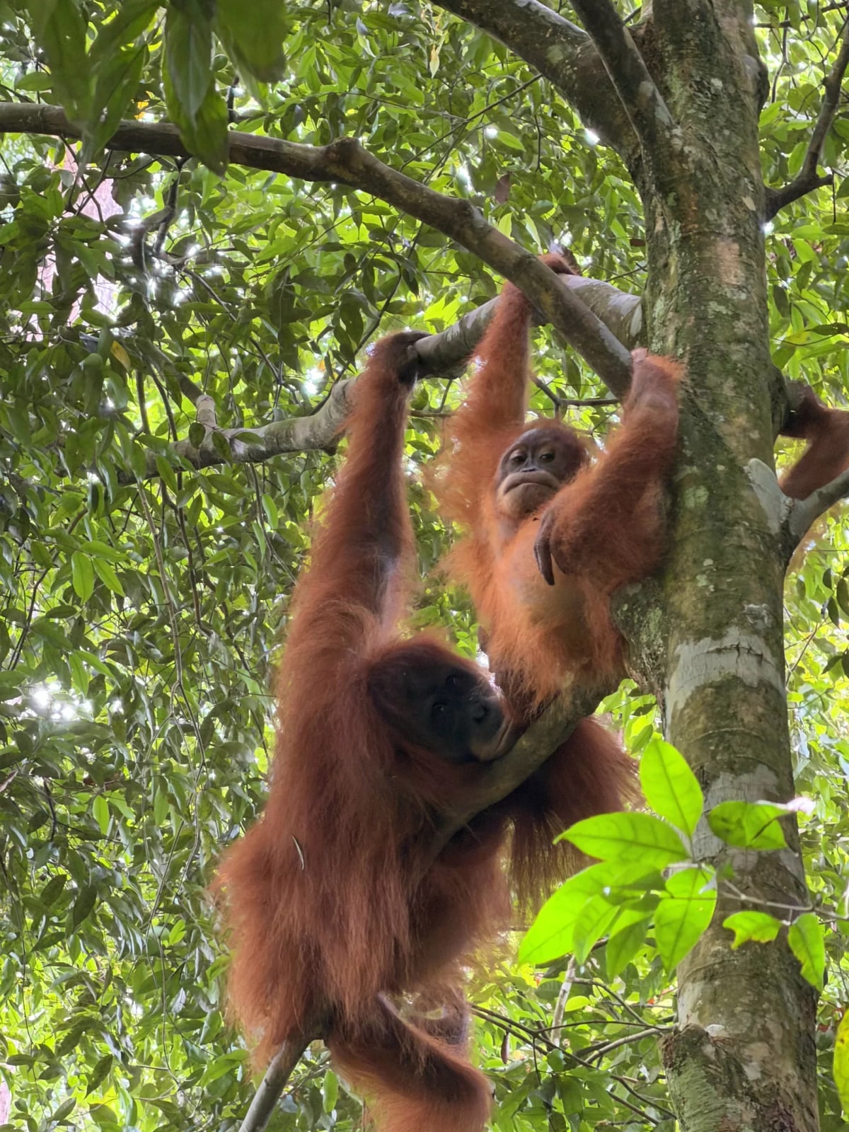 Bukit Lawang, trois jours au coeur de la jungle de Sumatra — 1