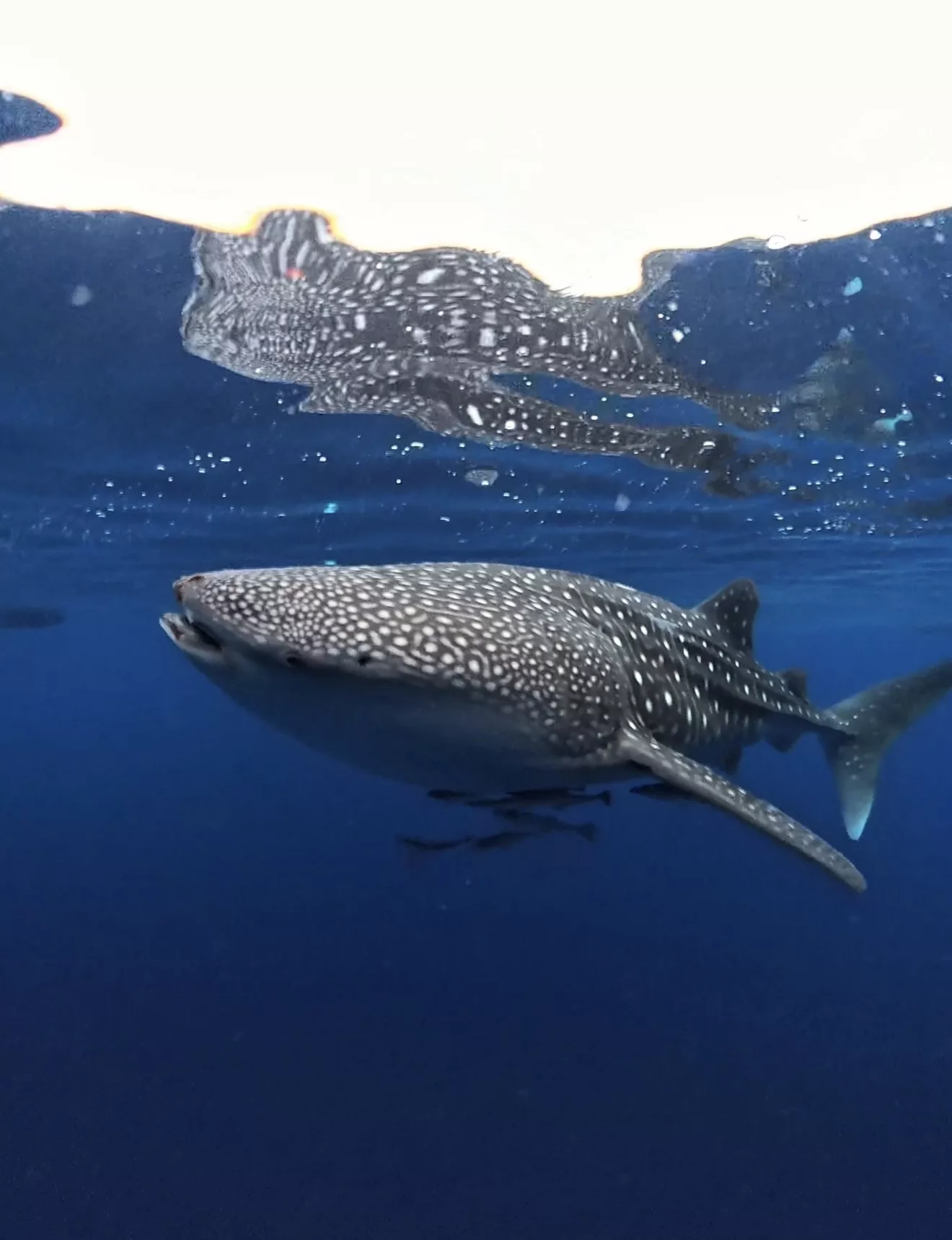 Requin baleine