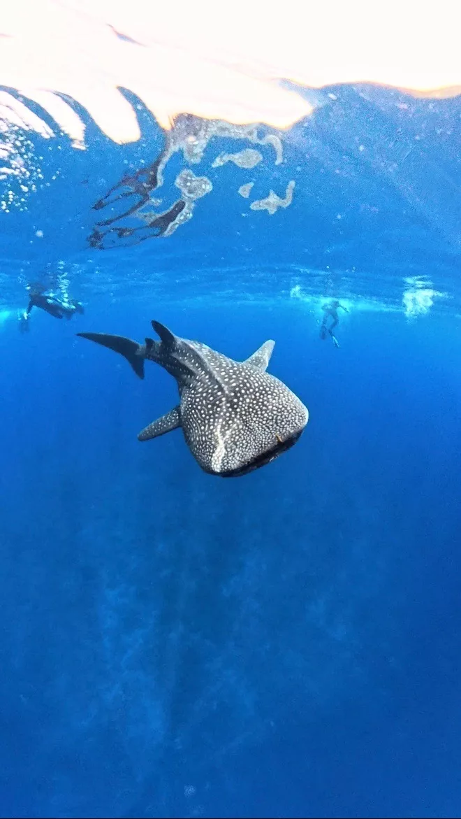 Requin baleine