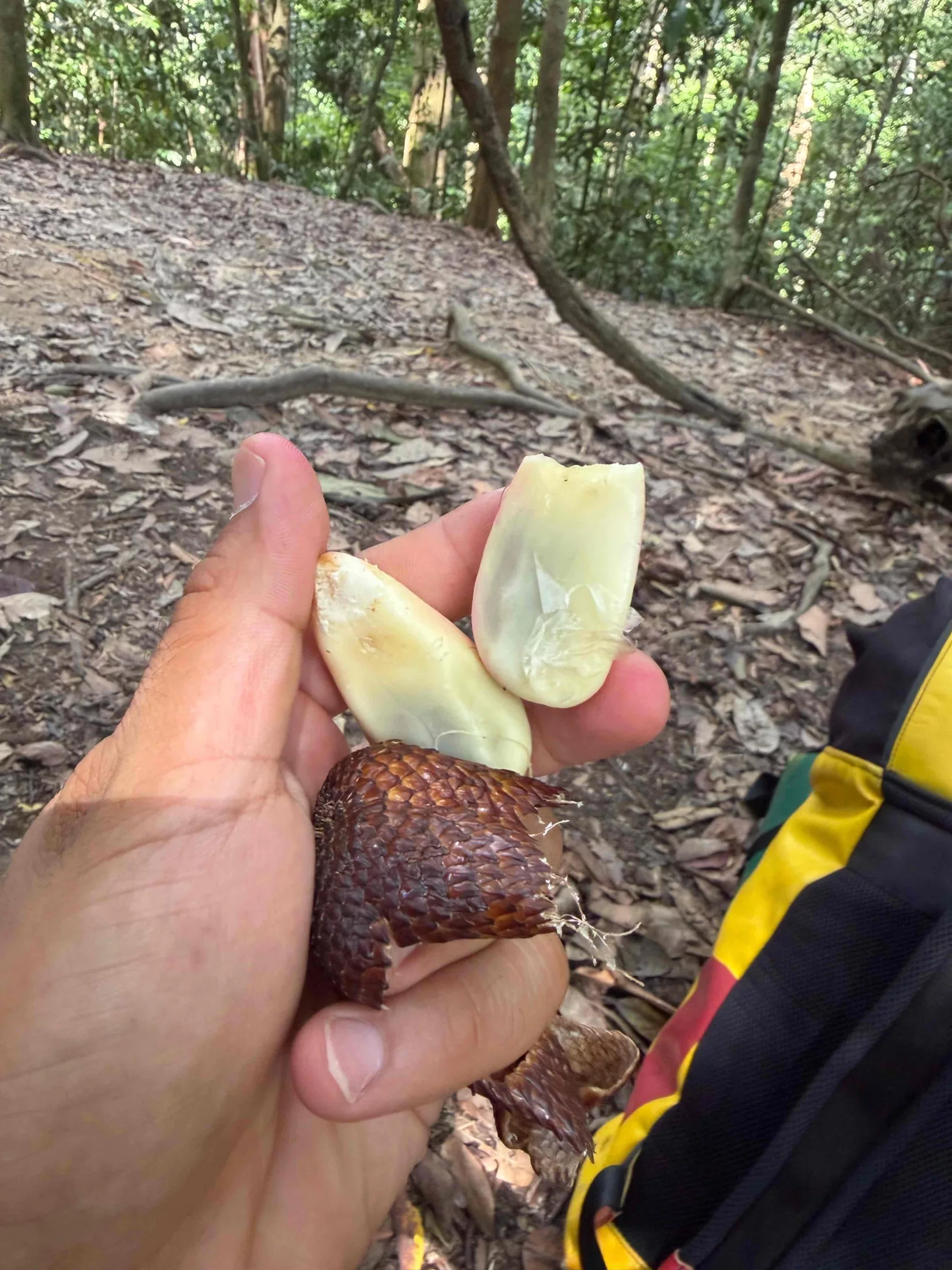 Salak